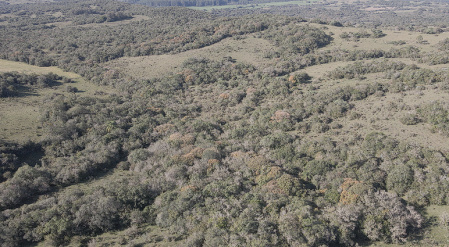 Propriedade com 40 hectares, própria para pecuária