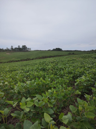 Propriedade de 600 Hectares na região de Herval-RS