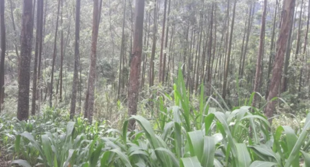 Terreno à venda em Camboriú 